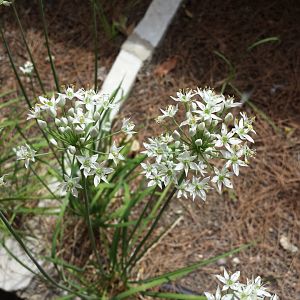 Diomedes's Botanical Garden