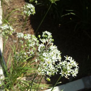 Diomedes's Botanical Garden