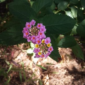 Diomedes's Botanical Garden