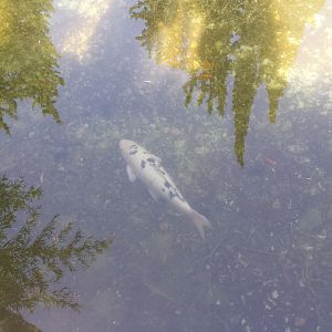 Diomedes's Botanical Garden