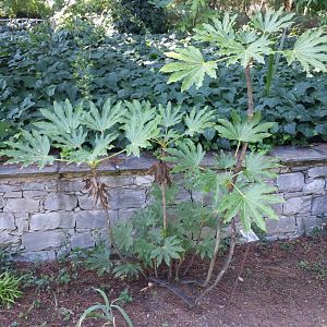 Diomedes's Botanical Garden