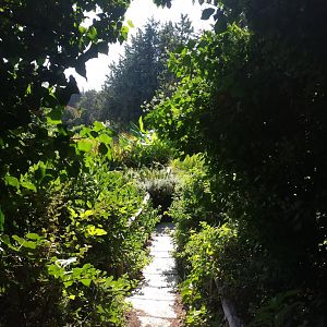 Diomedes's Botanical Garden