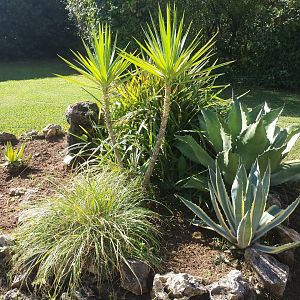 Diomedes's Botanical Garden