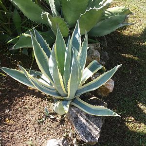 Diomedes's Botanical Garden