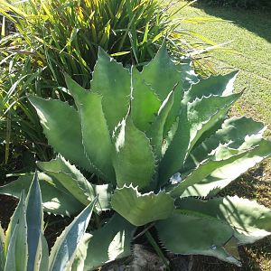 Diomedes's Botanical Garden