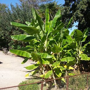 Diomedes's Botanical Garden