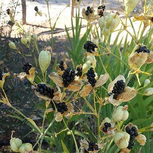 Diomedes's Botanical Garden