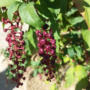 Diomedes's Botanical Garden