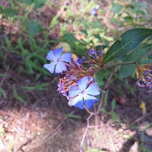 Diomedes's Botanical Garden