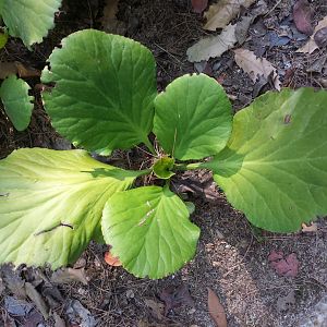 Diomedes's Botanical Garden