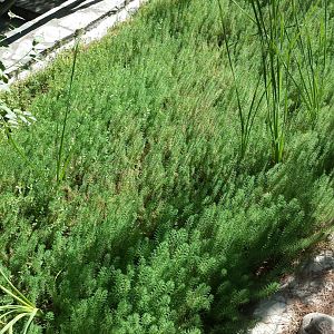 Diomedes's Botanical Garden