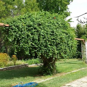 Diomedes's Botanical Garden
