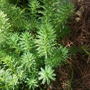 Diomedes's Botanical Garden