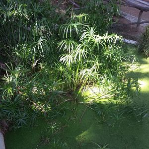 Diomedes's Botanical Garden