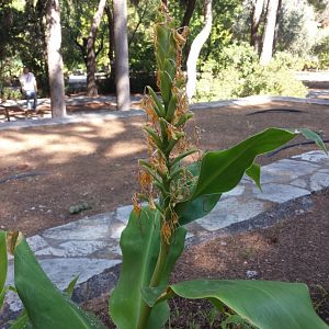 Diomedes's Botanical Garden