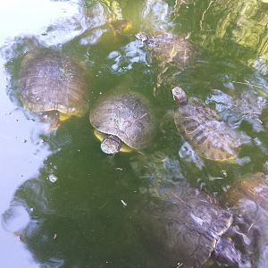 Diomedes's Botanical Garden