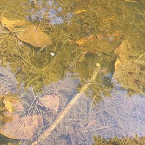 Diomedes's Botanical Garden