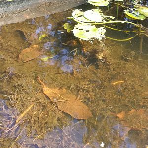 Diomedes's Botanical Garden