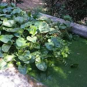 Diomedes's Botanical Garden