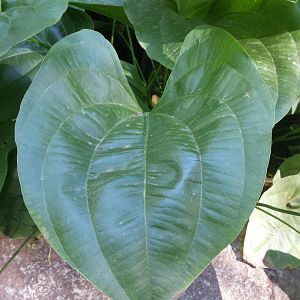 Diomedes's Botanical Garden