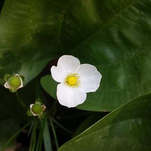 Diomedes's Botanical Garden