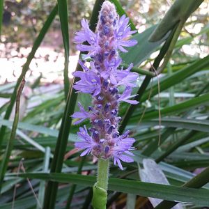 Diomedes's Botanical Garden