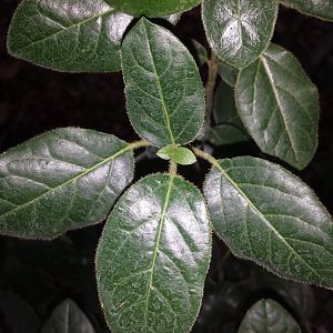 Diomedes's Botanical Garden