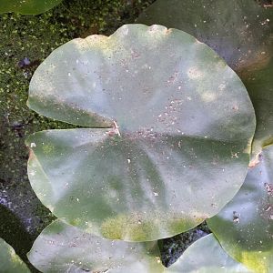 Diomedes's Botanical Garden