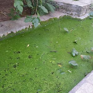 Diomedes's Botanical Garden