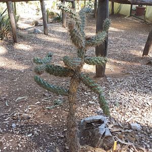 Diomedes's Botanical Garden