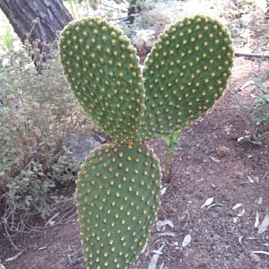 Diomedes's Botanical Garden