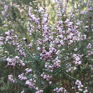 Diomedes's Botanical Garden