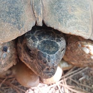 Diomedes's Botanical Garden