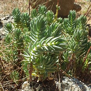 Diomedes's Botanical Garden