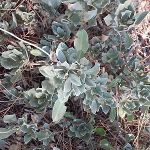 Diomedes's Botanical Garden