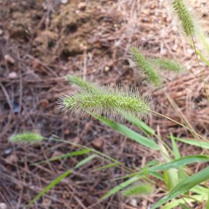 Diomedes's Botanical Garden
