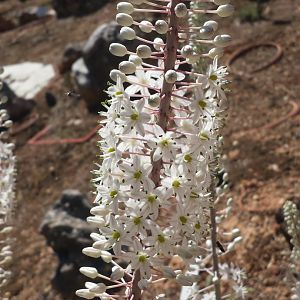 Diomedes's Botanical Garden