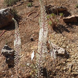Diomedes's Botanical Garden