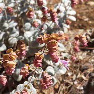 Diomedes's Botanical Garden