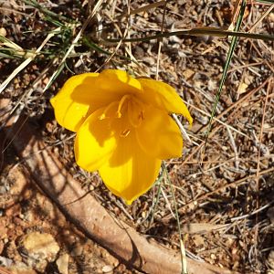 Diomedes's Botanical Garden