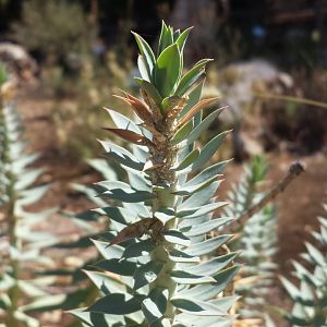 Diomedes's Botanical Garden