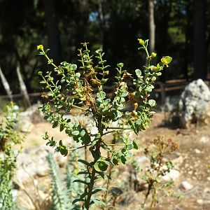 Diomedes's Botanical Garden