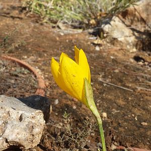 Diomedes's Botanical Garden