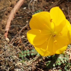 Diomedes's Botanical Garden