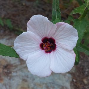 Diomedes's Botanical Garden