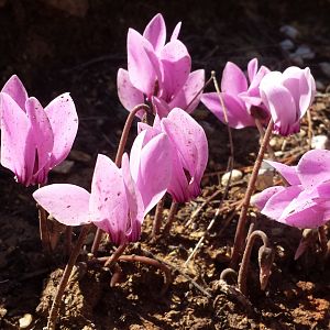 Diomedes's Botanical Garden