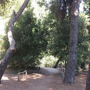 Diomedes's Botanical Garden