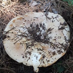 Diomedes's Botanical Garden