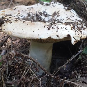 Diomedes's Botanical Garden