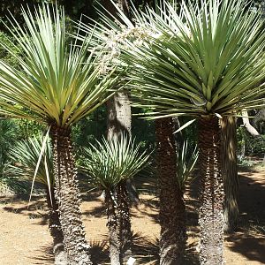 Diomedes's Botanical Garden